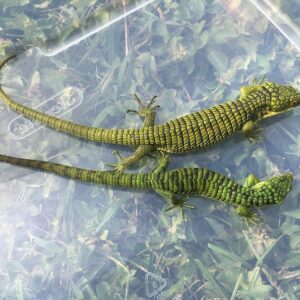 Abronia Graminea for Sale