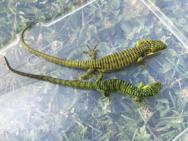 Abronia Graminea for Sale