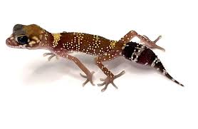 Australian Barking Gecko for Sale