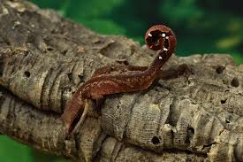 Cat Gecko for Sale