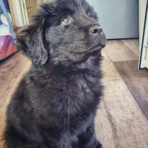Newfie: Chonky