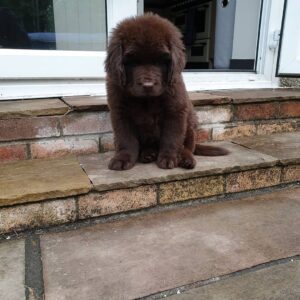 Newfie: Hunter