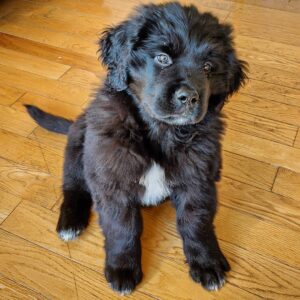 Newfie: Kylo