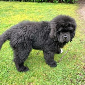 Newfie: Nina
