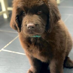 Newfie: Jion