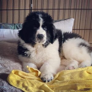 Newfie: Seven