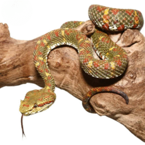 2018 Female Christmas Tree Eyelash Viper for sale