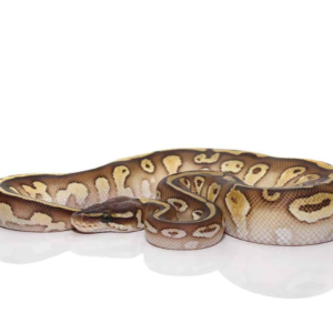 2021 Lesser Het Lavender Albino Ball Python for sale