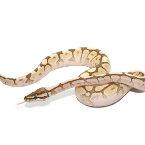 2021 Spider Lesser Ball Python Het Lavender Albino for sale