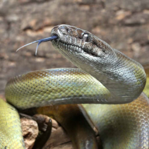 9+ Foot Female Papuan Python for sale