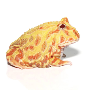 Adult Albino Pacman Frog for sale