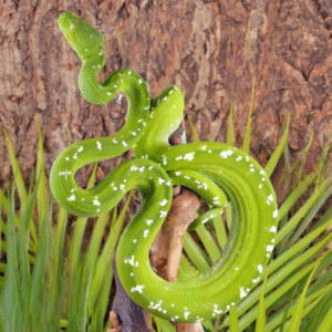Adult Aru Green Tree Python #2 for sale