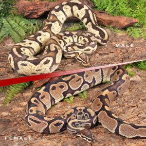 Adult Ball Python Pair for sale: Pied Project for sale