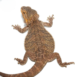 Adult Bearded Dragon for sale.