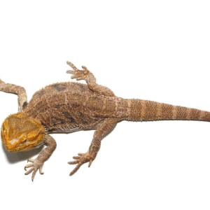 Adult Citrus Blue Bar Bearded Dragon for sale