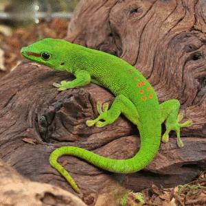 Adult Crimson Giant Day Gecko for sale