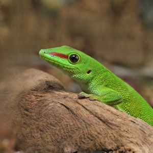 Adult Crimson Giant Day Gecko for sale