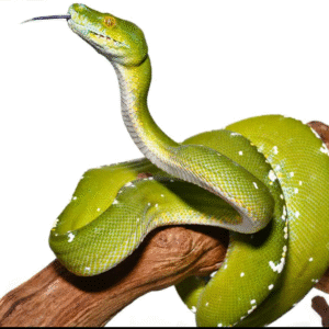 Adult Female Aru Green Tree Python #3
