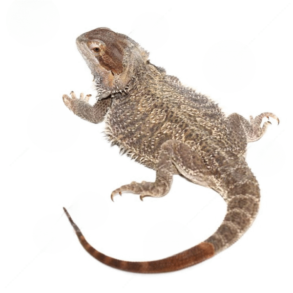 Adult Female Bearded Dragon for sale