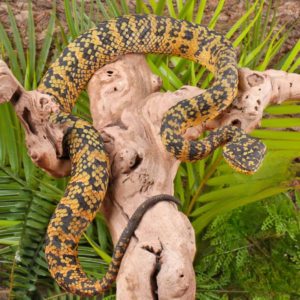 Adult Female Black And Yellow Sulawesi Wagler Viper for sale