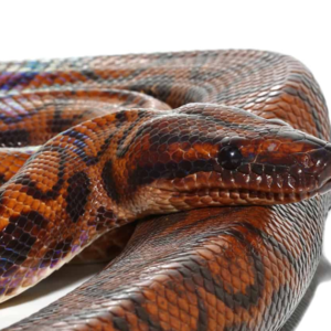 Adult Female Brazilian Rainbow Boa for sale