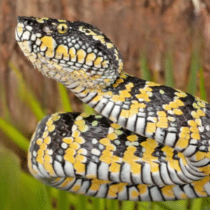 Adult Female Sulawesi Wagler’s Viper for sale