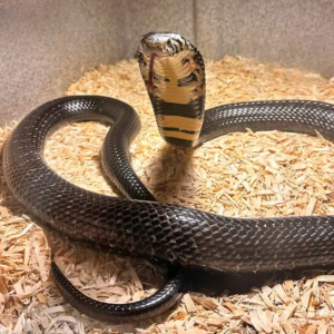Adult Forest Cobra Pair for sale.