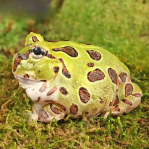 Adult Green Pacific Pacman Frog for sale