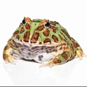 Adult Green Pacman Frog for sale