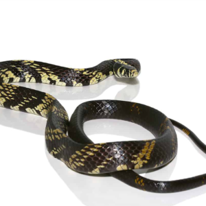 Adult Guyana Tiger Ratsnake for sale.