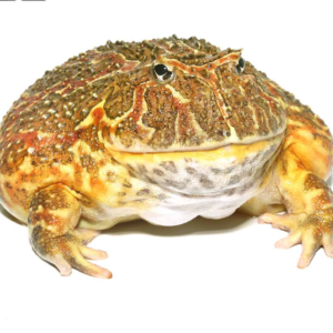 Adult High Red Ornate Pacman Frog for sale