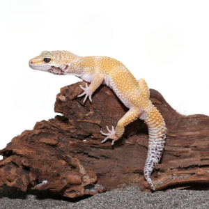 Adult Hypo Carrot Tail Leopard Gecko for ale