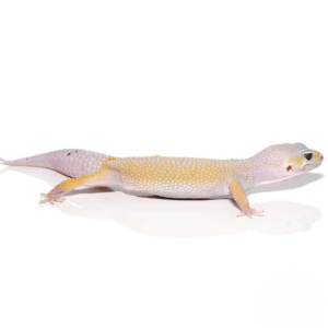 Adult Leucistic Leopard Gecko for sale