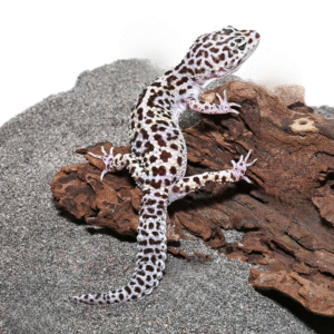 Adult Mack Snow Leopard Gecko for sale