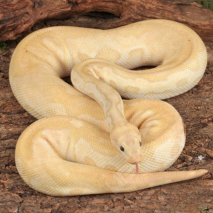 Adult Male Banana Fire Clown Ball Python for sale