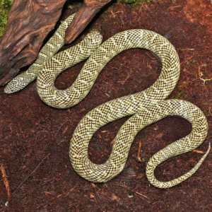 Adult Male Brooks Kingsnake for sale.