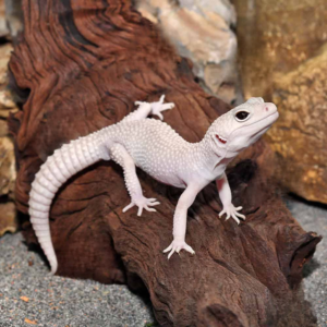 Adult Male Diablo Blanco Leopard Gecko for sale