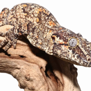 Adult Male Orange Blotched Gargoyle Gecko for sale