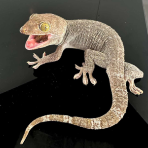 Adult Male Silver And Gold Tokay Gecko for sale