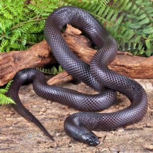 Adult Mexican Black Kingsnake for sale