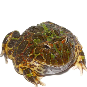 Adult Ornate Pacman Frog for sale