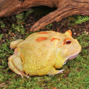 Adult Pikachu Pacman Frog for sale