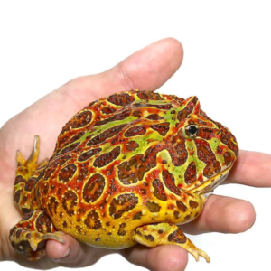 Adult Red Ornate Pacman Frog for sale