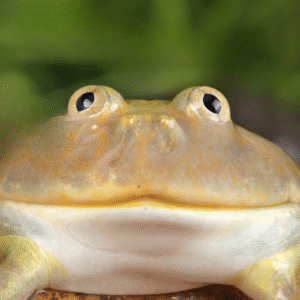 Adult Red Pacific Pacman Frog for sale