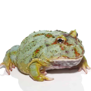 Adult Samurai Blue Pacman Frog for sale