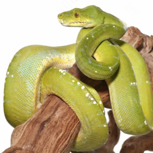 Adult Sorong Green Tree Python for sale