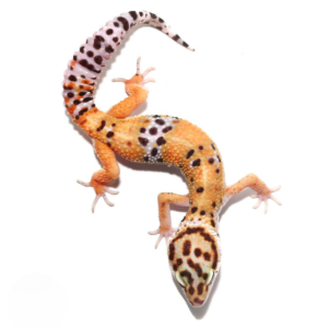Adult Tangerine Leopard Gecko for sale