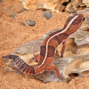 African Fat Tail Gecko for sale.