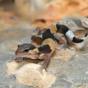 African Fat Tailed Gecko for sale