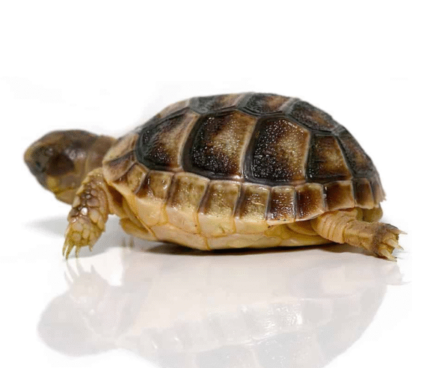 Amazon Basin Giant Yellow Foot Tortoise for sale
